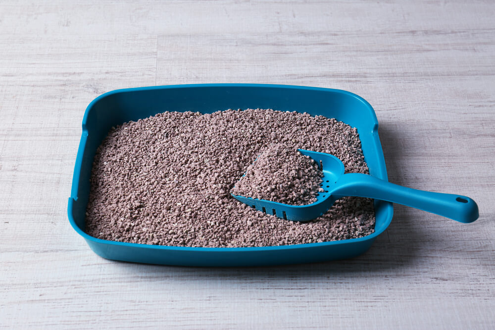 Can You Flush Cat Litter Down The Toilet? Bargain Bathroom