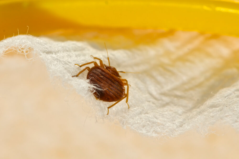 Can You See Bed Bugs with the Human Eye?