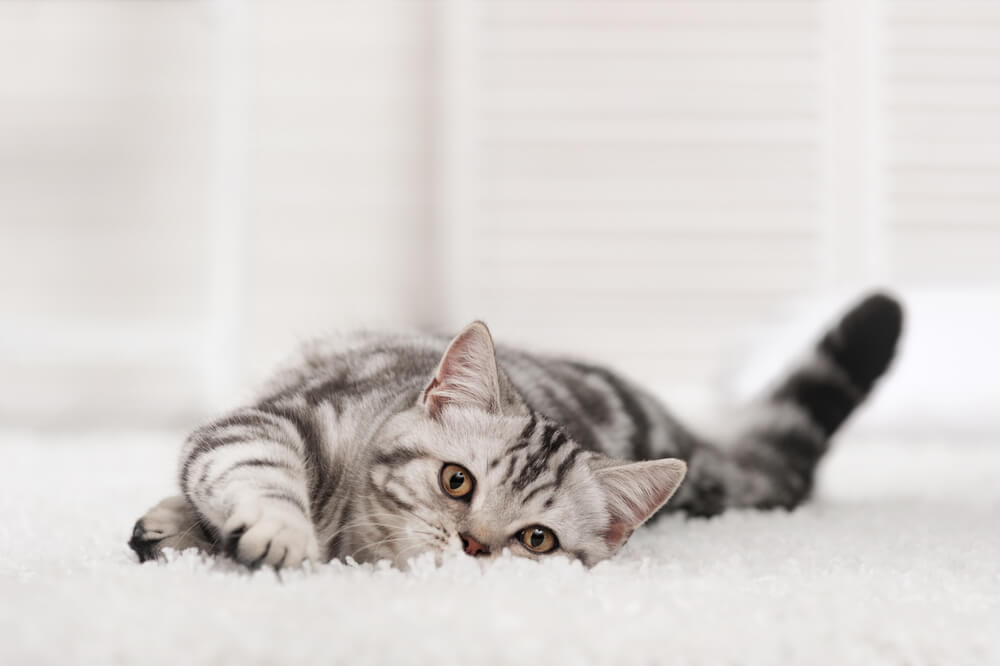 Four Things to Know About Buying Carpet with a Pet
