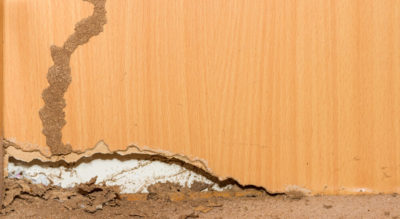 How Much Does It Cost to Exterminate Termites?