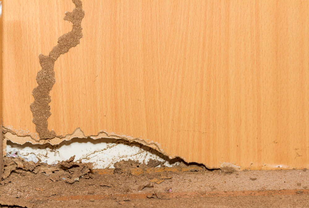 How Much Does It Cost to Exterminate Termites?